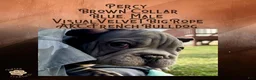 French Bulldog dogs for sale: Percy “Brown” Collar, Male - Ad 6