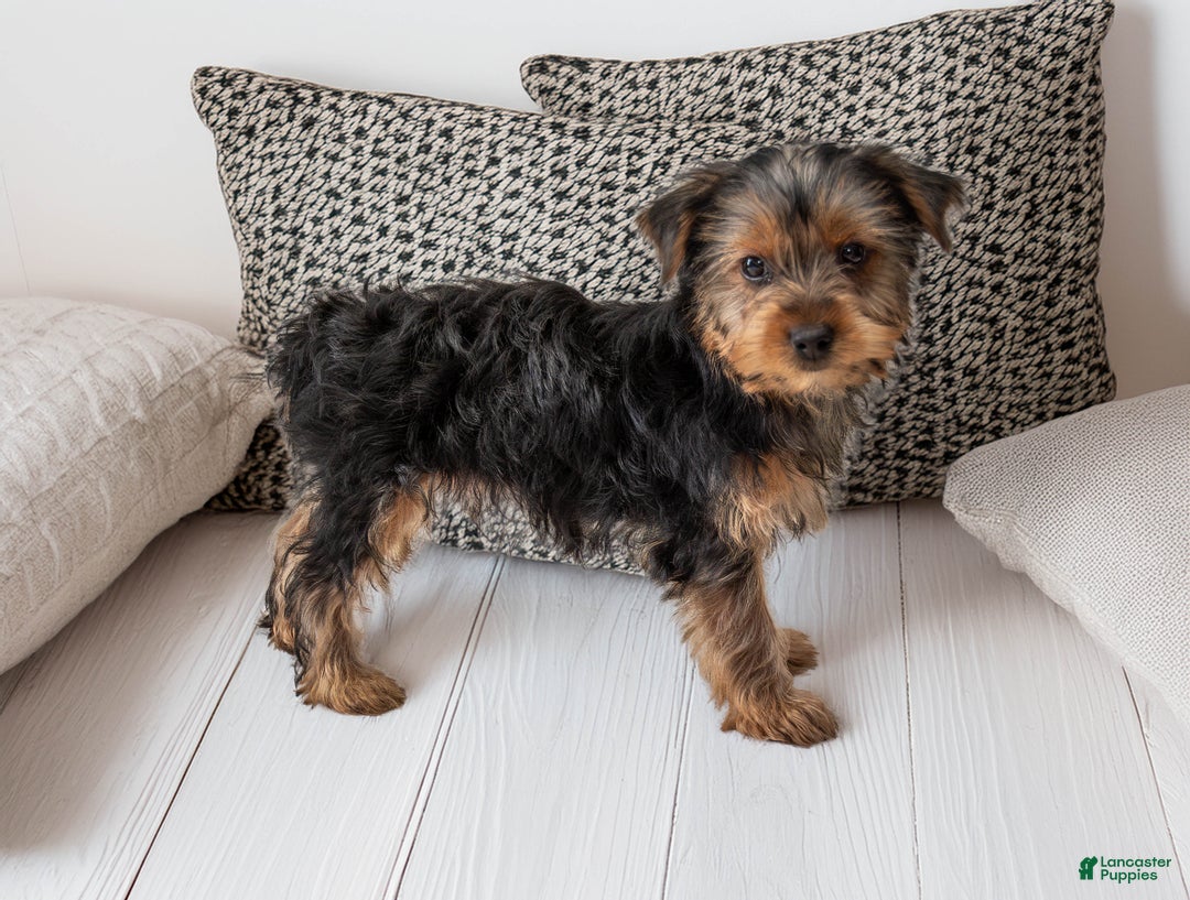 Yorkshire Terrier dogs for sale: Sport - Ad 5