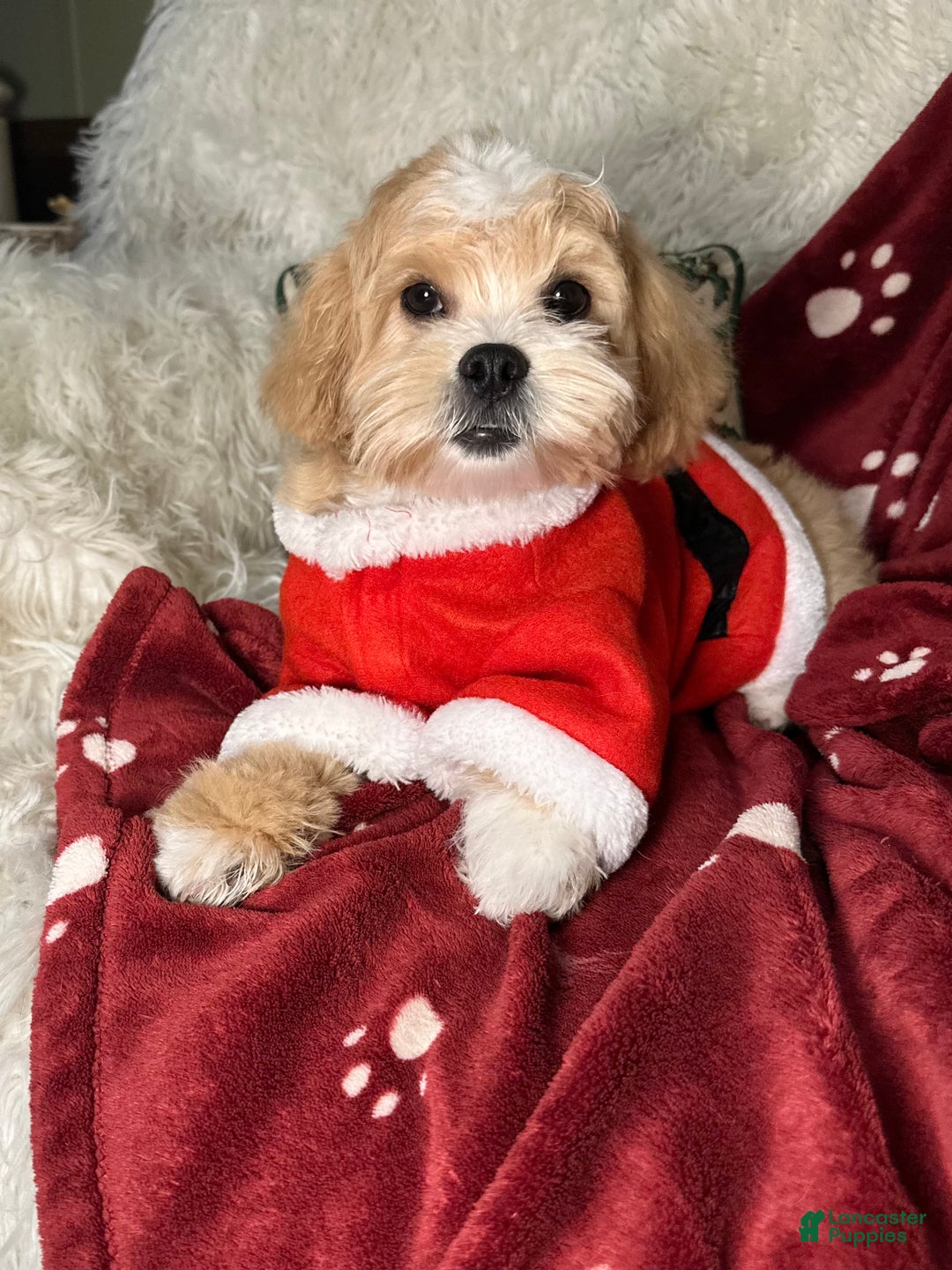 Mixed Breed dogs for sale: Winter - Ad 4