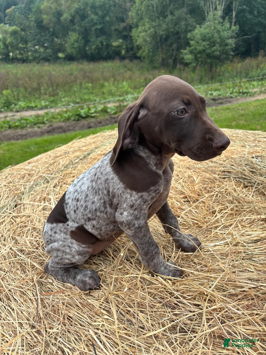 German Shorthaired Pointer dogs for sale: German Shorthaired Pointer 3 - Ad 5