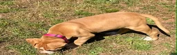American Bulldog dogs for sale: Minnie - Ad 2