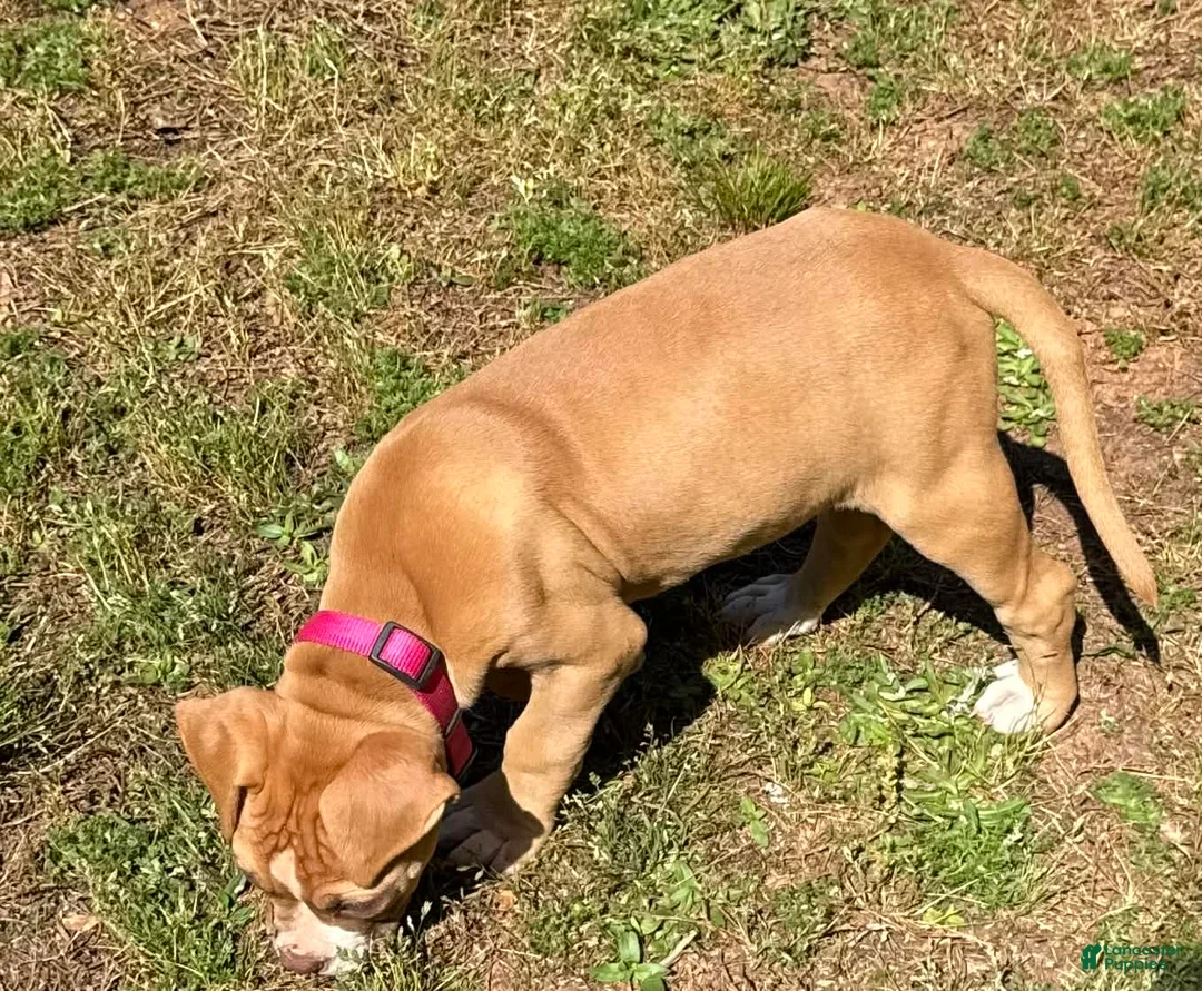 American Bulldog dogs for sale: Minnie - Ad 2