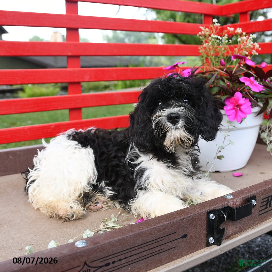 Cavapoo dogs Mac  - Ad 2