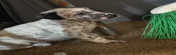 Dalmatian dogs for sale: Dalmatian Puppy 2 - Ad 4
