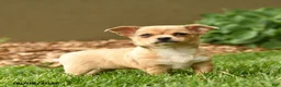 Chihuahua dogs for sale: Marlene - Ad 3