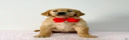 Golden Retriever dogs for sale: Bella  - Ad 3