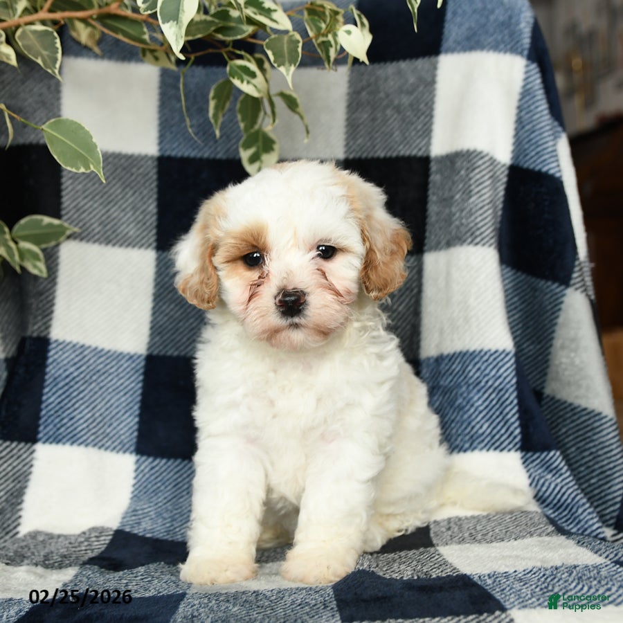 Mixed Breed dogs Daisy - Ad 2