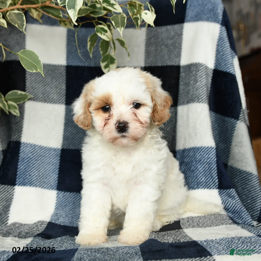 Mixed Breed dogs for sale: Daisy - Ad 2