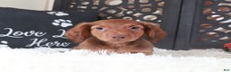 Miniature Dachshund dogs for sale: Miniature Dachshund Puppy Hunter - Ad 2