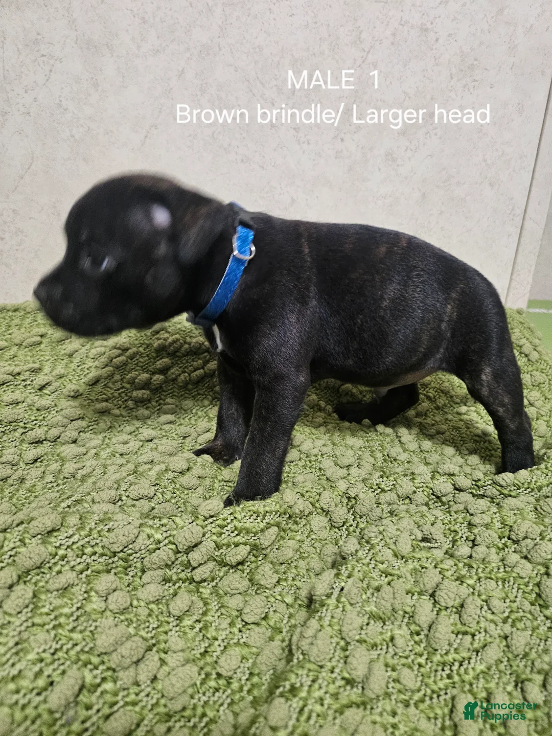 Staffordshire Bull Terrier dogs for sale: Staffordshire Bull Terrier 2 - Ad 2