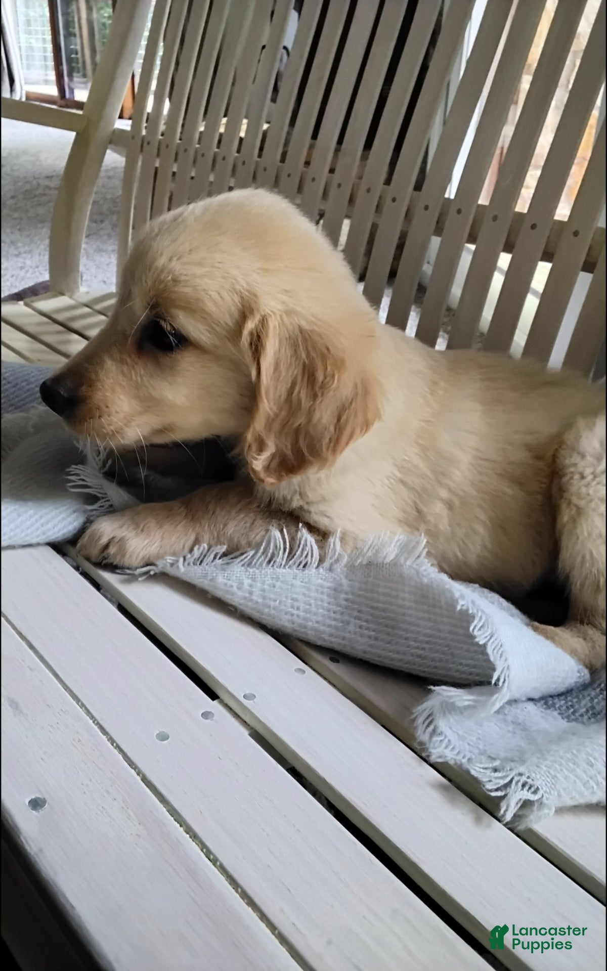 Golden Retriever dogs Rubble - Ad 2