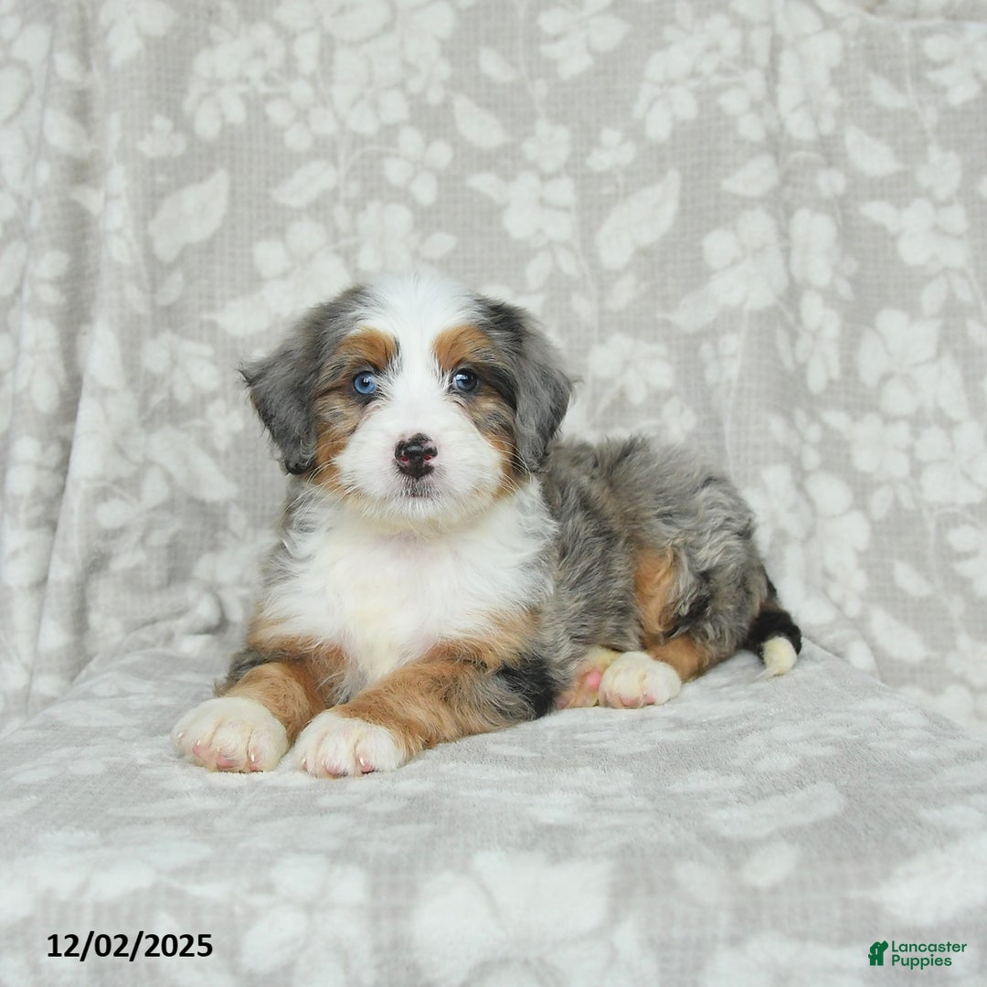 Mini Bernedoodle dogs for sale: Tango - Ad 5