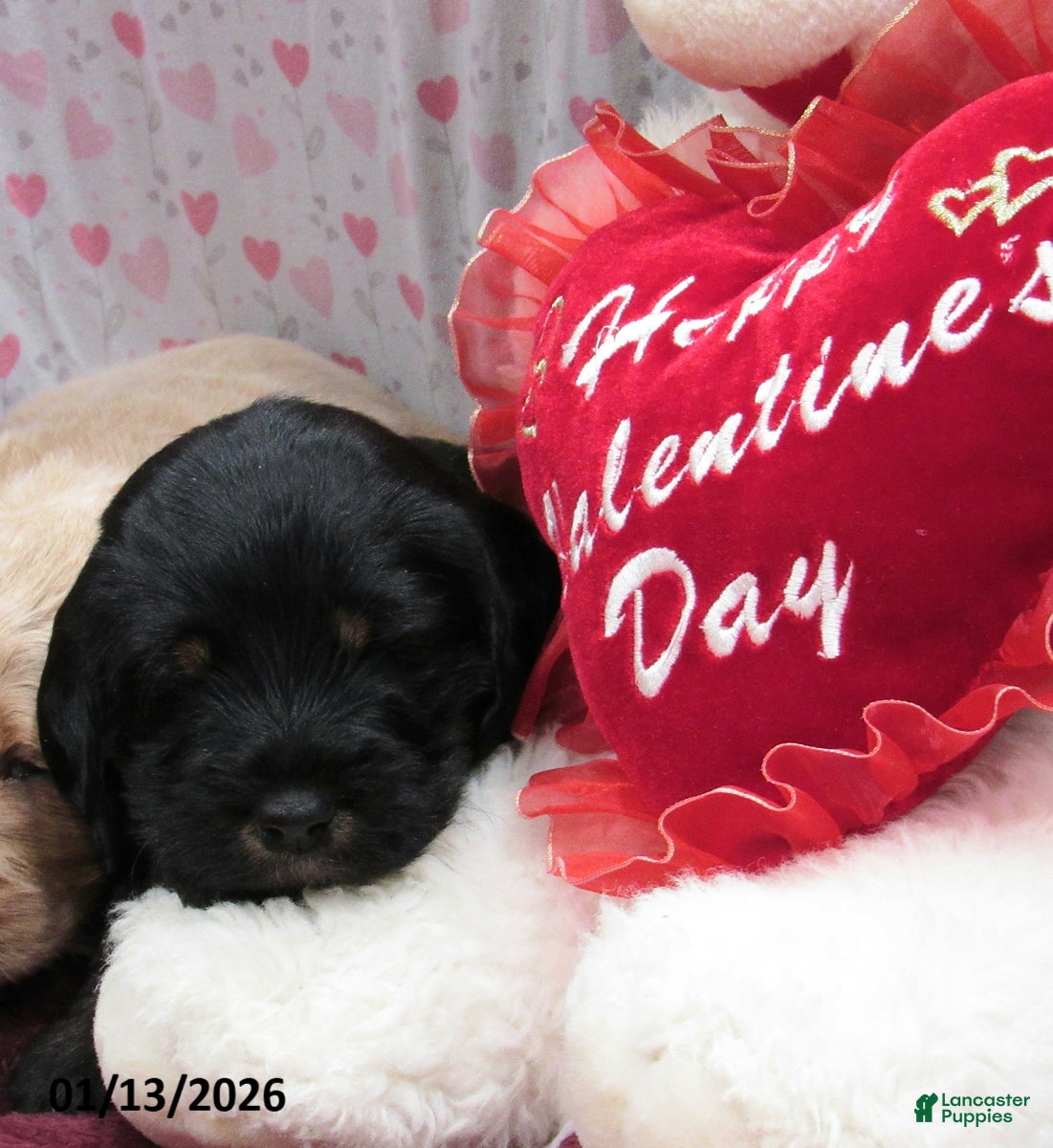 Labradoodle dogs Asher - Ad 10