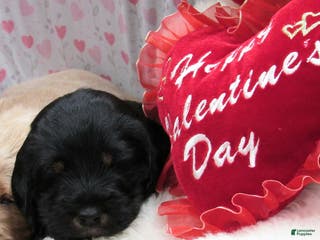 Labradoodle dogs Asher - Ad 10