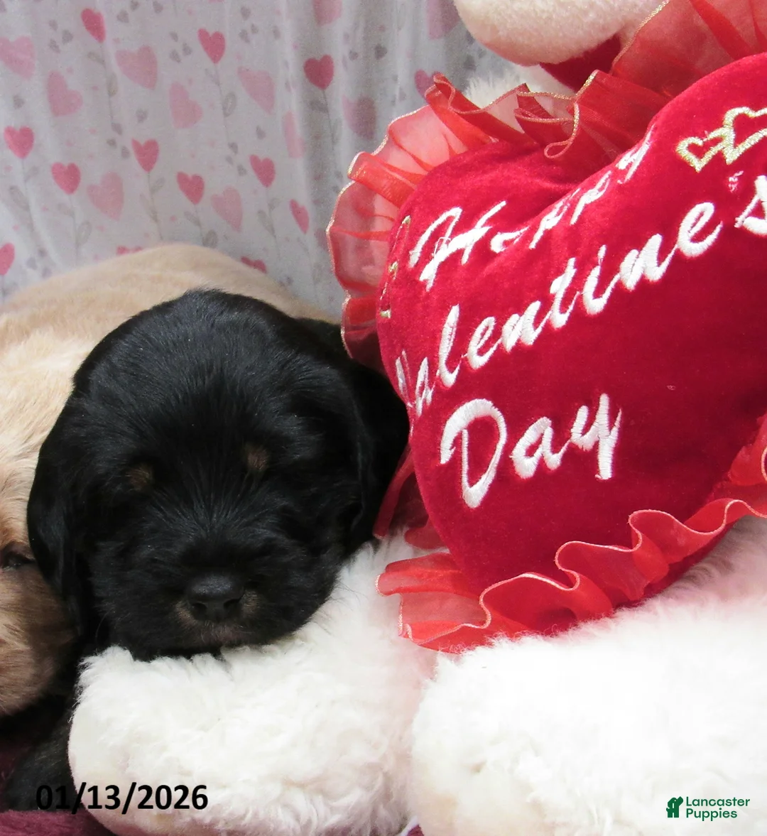 Labradoodle dogs for sale: Asher - Ad 14