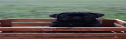 Pug dogs for sale: Flint -male- - Ad 2
