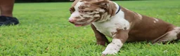 American Bully dogs for sale: Venus - Ad 38