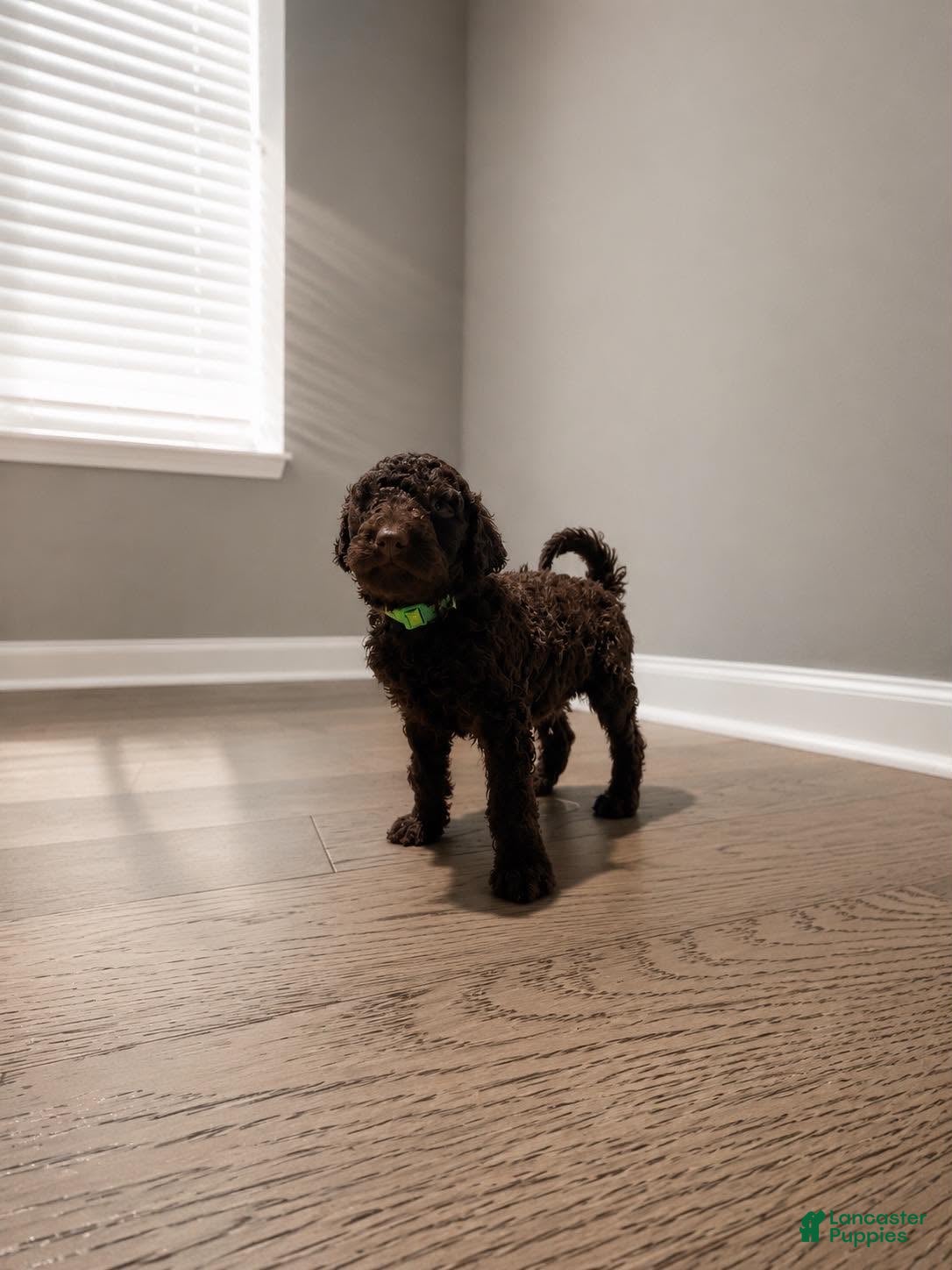 Goldendoodle dogs Goldendoodle 1 - Ad 19