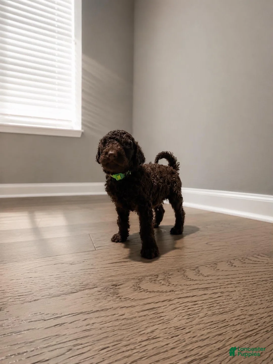 Goldendoodle dogs for sale: Goldendoodle 1 - Ad 1