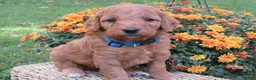 Mini Goldendoodle dogs for sale: Cappuccino  - Ad 4