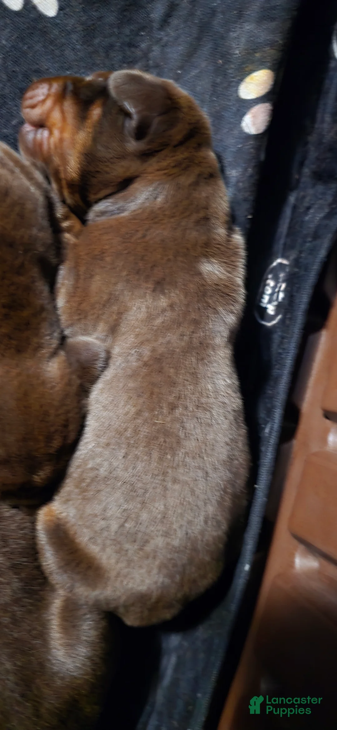 Doberman Pinscher dogs for sale: Copper - Ad 1