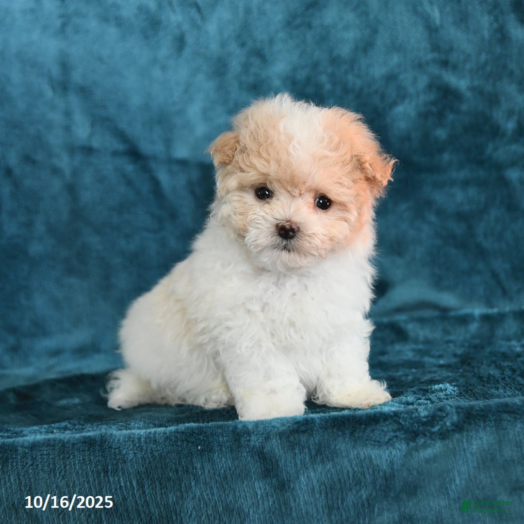 Pennsylvania Maltipoo Puppies for sale Lancaster Puppies