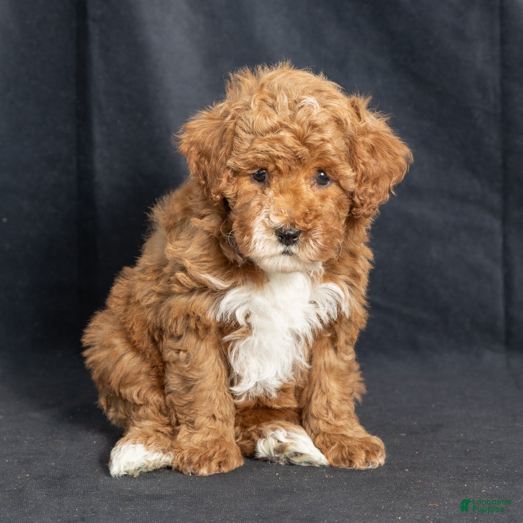 Miniature Poodle dogs for sale: Kay - Ad 4
