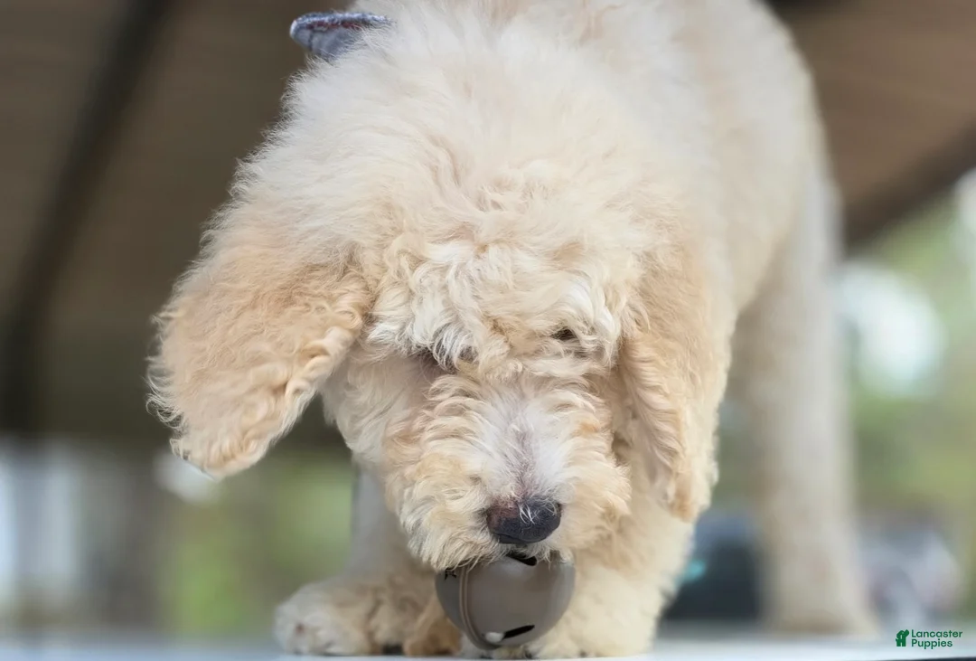 Goldendoodle dogs for sale: Tye - Ad 4