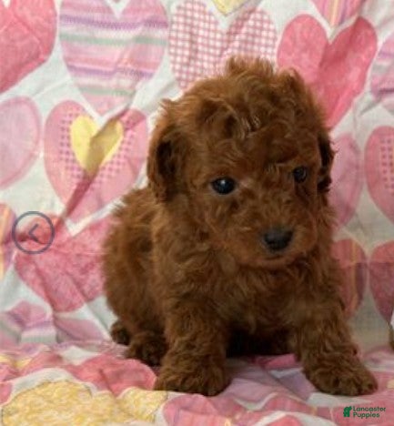 Toy Poodle dogs Teacup  Poodle Puppy 2 - Ad 34