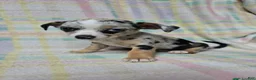 Chihuahua dogs for sale: Little - Ad 4