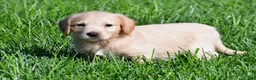 Labradoodle dogs for sale: Mindy - Ad 9
