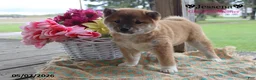 Shiba Inu dogs for sale: Jessena - Ad 6
