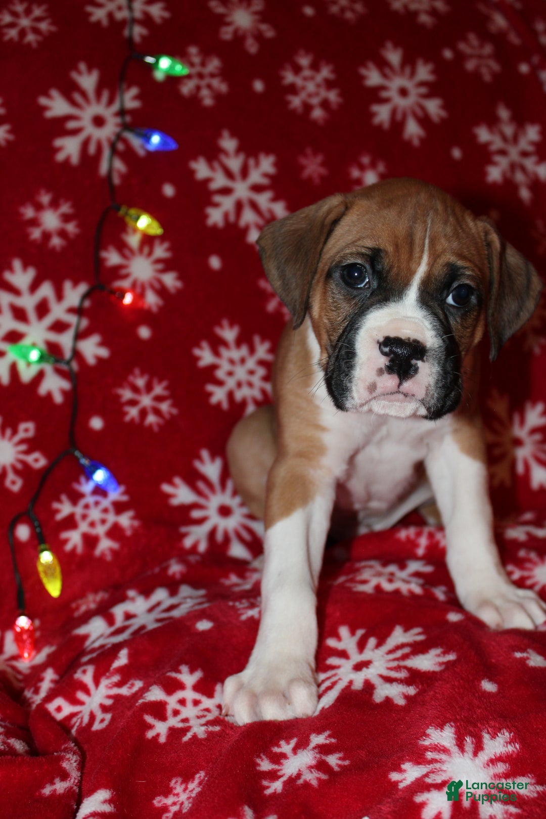 Boxer dogs for sale: Neo - Ad 2
