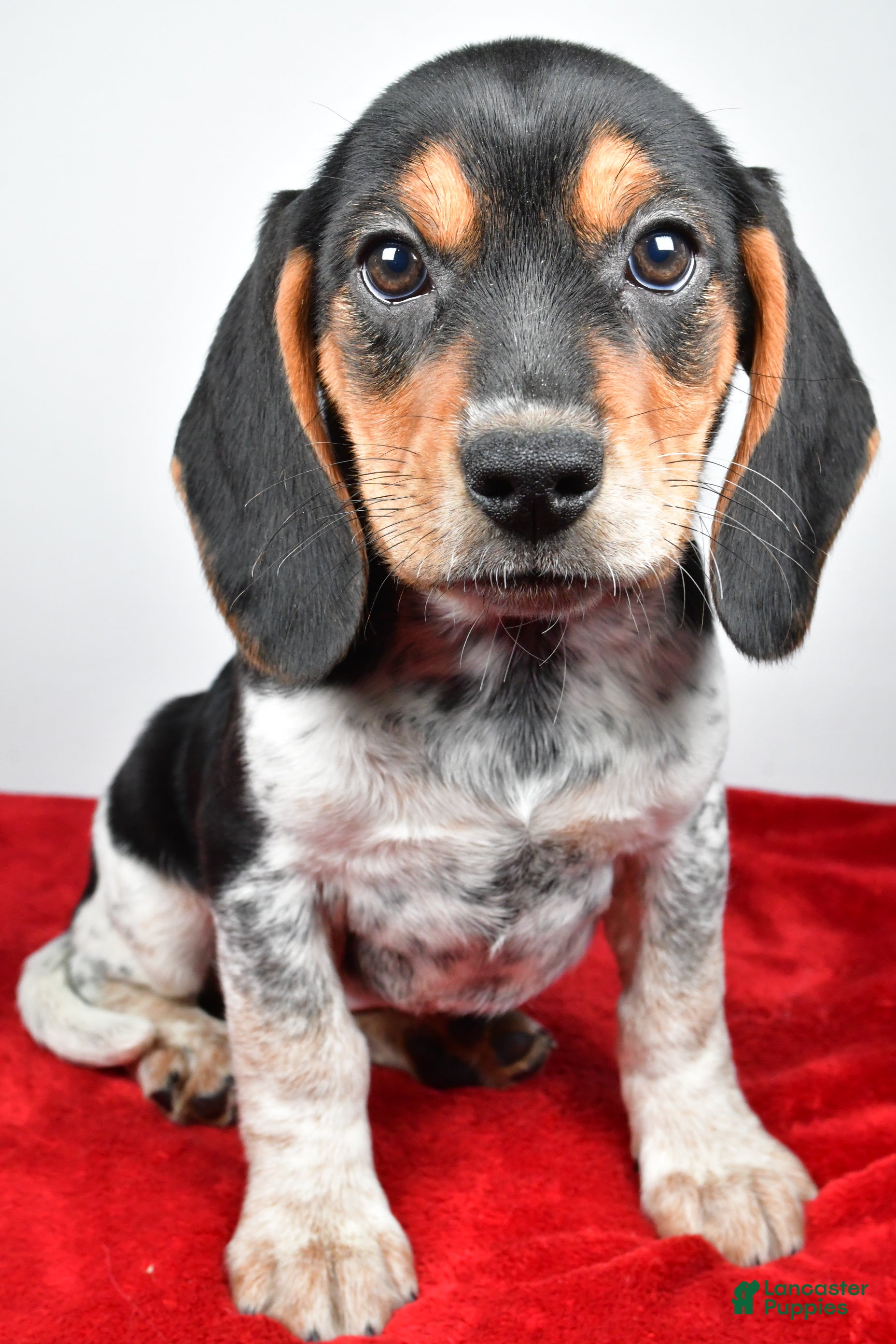 Beagle dogs Rachel - Ad 1