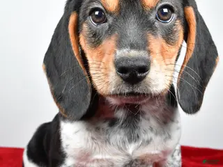 Beagle dogs for sale: Rachel - Ad 3