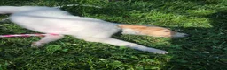 Borzoi dogs for sale: Arthur - Ad 5
