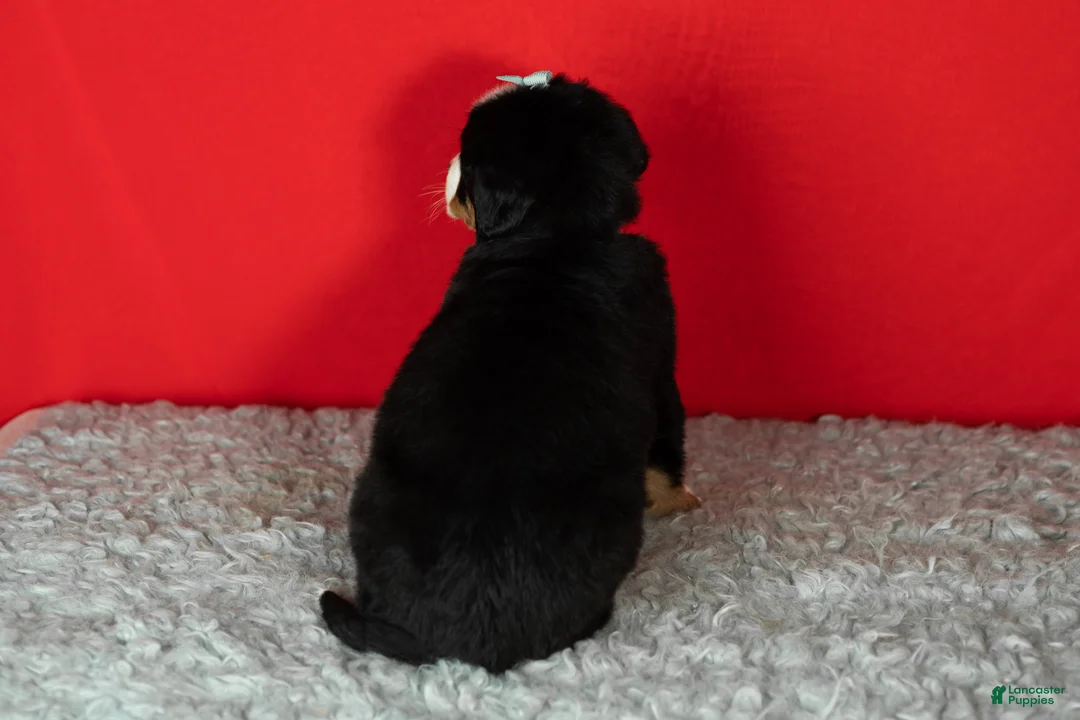 Bernese Mountain Dog dogs for sale: Maple  - Ad 6