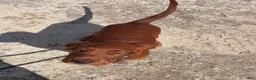 Irish Setter dogs for sale: Black collar - Ad 7