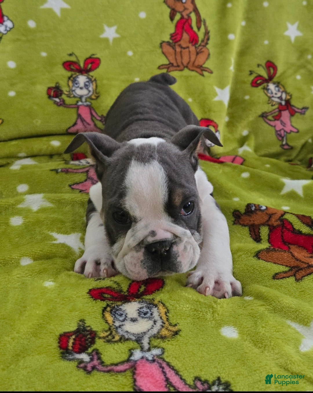 English Bulldog dogs for sale: Sally  - Ad 6
