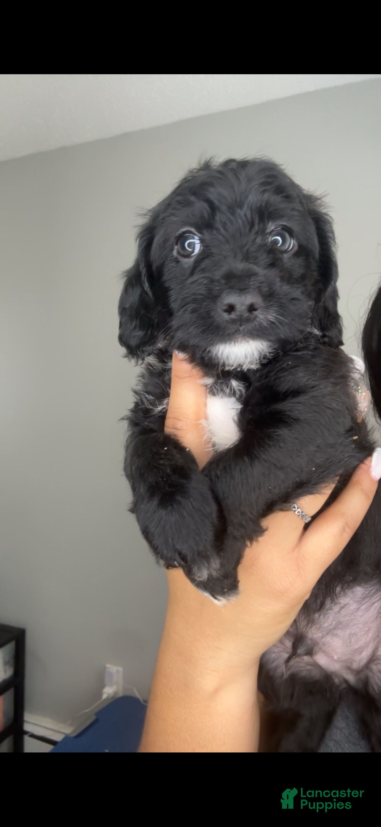 Mixed Breed dogs Nadeed - Ad 28