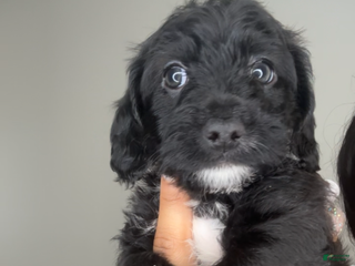 Mixed Breed dogs Nadeed - Ad 31