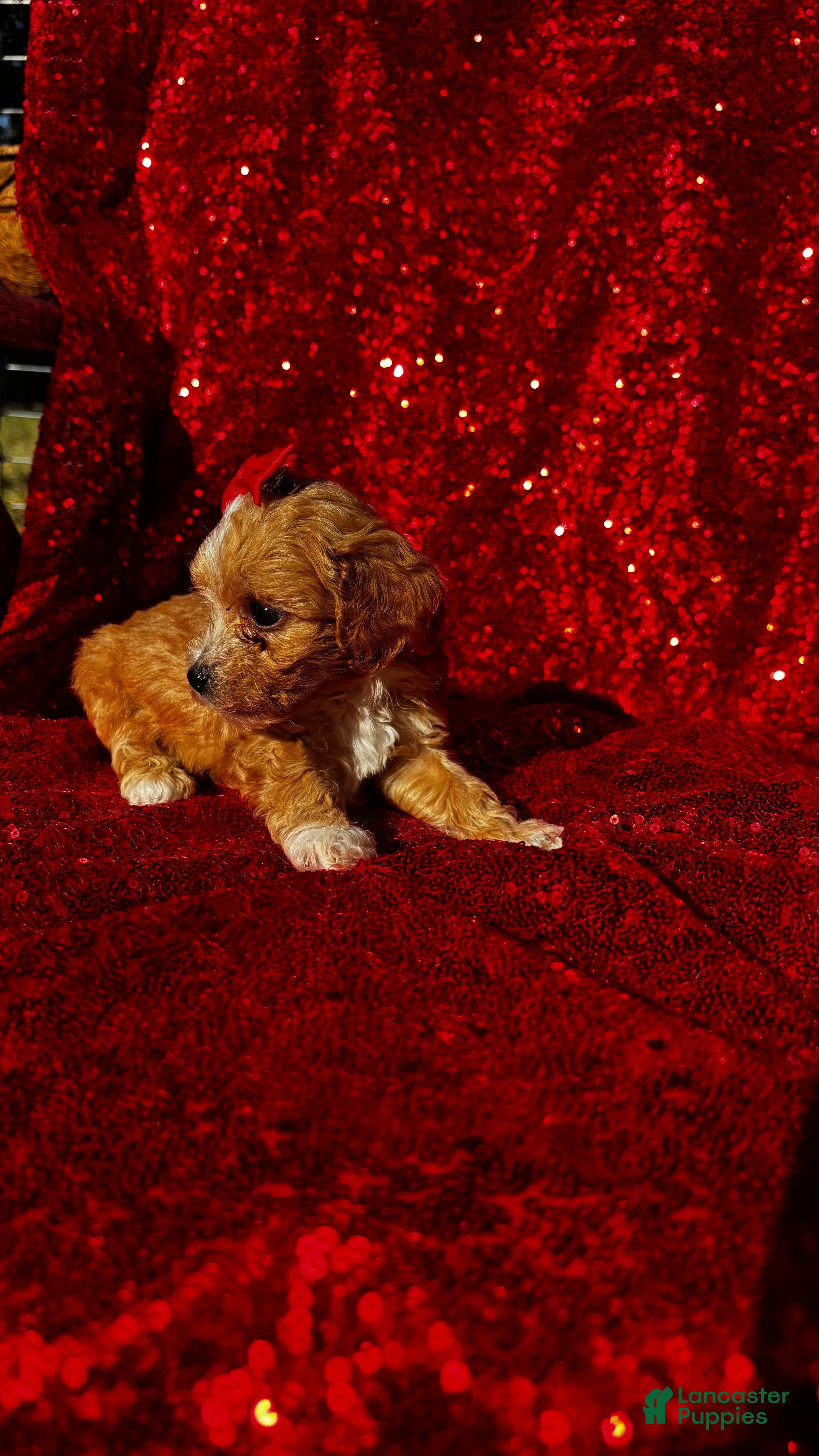Toy Poodle dogs for sale: Toy Poodle 1 - Ad 2
