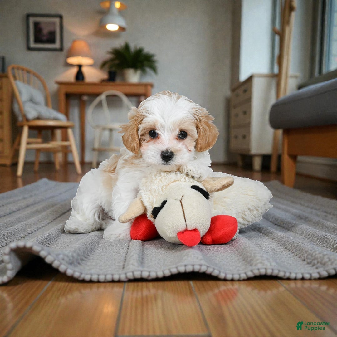 Maltipoo dogs for sale: milo - Ad 4