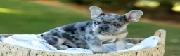 French Bulldog dogs for sale: Chase - Blue Merle - Ad 4