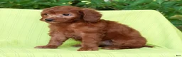 Mini Goldendoodle dogs for sale: Addy - Ad 7