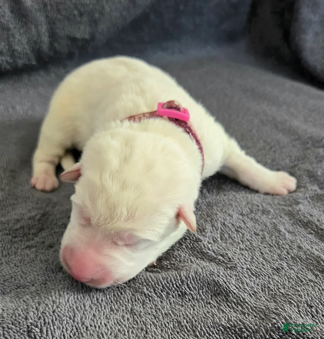 German Shepherd dogs for sale: German Shepherd Puppy 4 - Ad 2