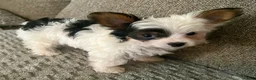 Yorkshire Terrier dogs for sale: Teacup gizmo - Ad 6