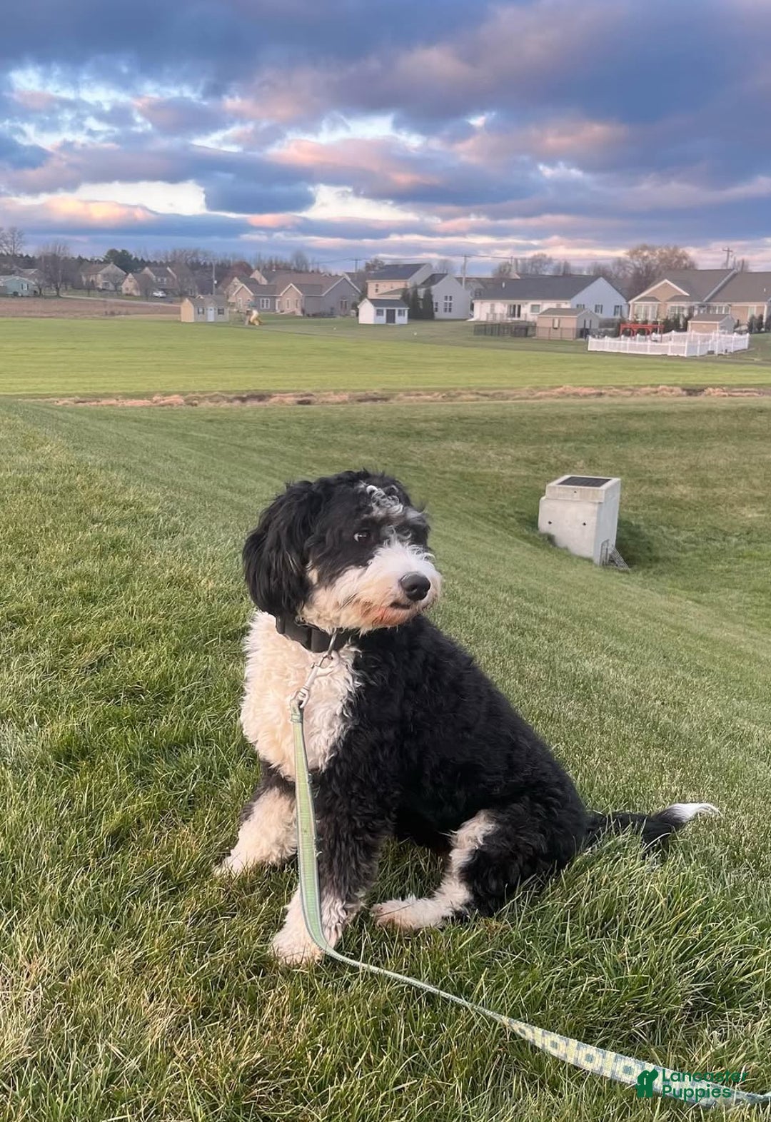 Mini Bernedoodle dogs for sale: Mini Bernedoodle Puppy 2 - Ad 3