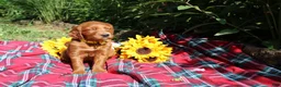 Mixed Breed dogs for sale: Summer - Irish Goldendoodle  - Ad 10