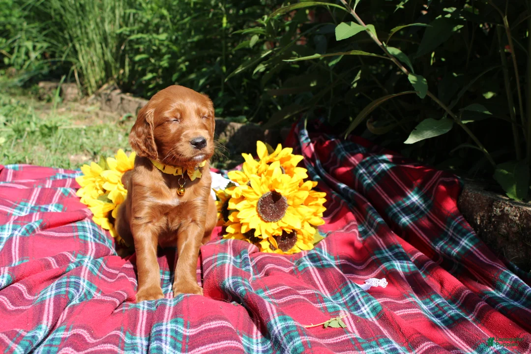 Mixed Breed dogs for sale: Summer - Irish Goldendoodle  - Ad 10